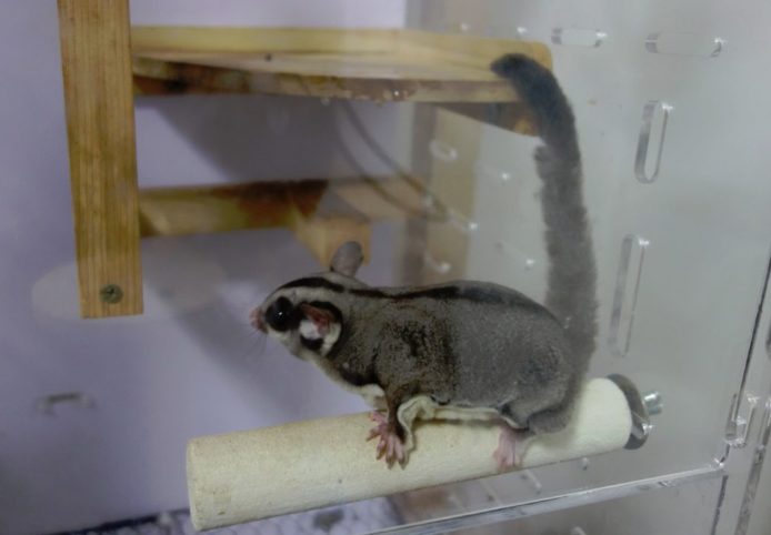 フクロモモンガが爪を研ぐことができるバーの上にいます