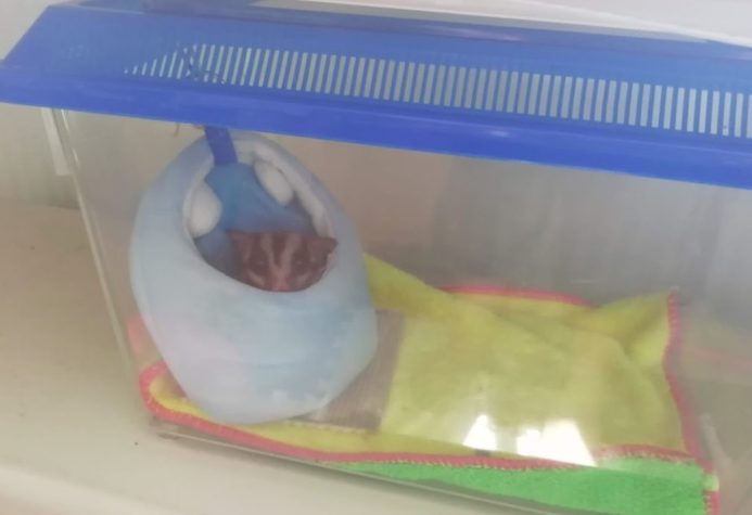 虫かごの中からこちらを見つめるフクロモモンガ